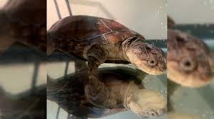 Maybe you would like to learn more about one of these? African Sideneck Turtle Pros And Cons Price How To Choose Facts Care History Youtube