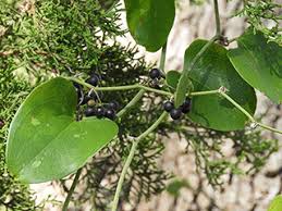 Image result for Smilax