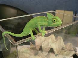 What Do Chameleons Eat How To Feed A Chameleon Properly Chameleon Pet Baby Chameleon What Do Chameleons Eat