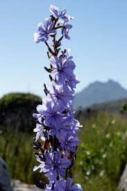 Image result for Aristea abyssinica