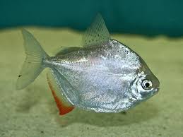 Bentuknya yang membulat lucu seperti koin serta warnanya yang mengkilap menjadikannya daya tarik tersendiri. Ikan Hias Silver Dollar Masbidin Net