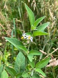 Image result for Solanum memphiticum
