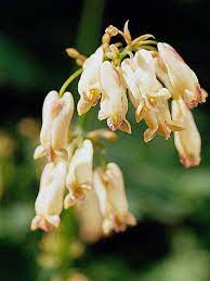 15 Top Native Plants Of The Pacific Northwest Native Plants Bleeding Heart Pacific Northwest Flowers