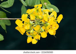 Image result for Senna singueana