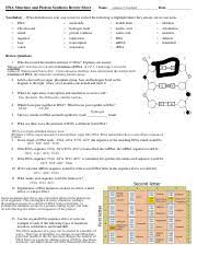 Protein synthesis worksheet answer key. Image 3 14 19 8 45 Pm Protein Synthesis Review Worksheet 1 How Are Dna And Mrna Alike Both Are Nucleotide Bases Both Having Cytosine 2 How Are Dna Course Hero