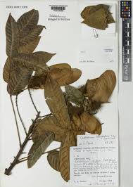 Image result for Centrolobium robustum