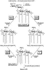 This opens in a new window. Function Of The Escherichia Coli Msbb Gene A Multicopy Suppressor Of Htrb Knockouts In The Acylation Of Lipid A Journal Of Biological Chemistry
