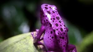Some people find these creatures to be a little scary, but you don't have to fear this reptiles and amphibians . The Term Amphibian Comes From The Greek Word Amphibios Which Means Which Of The Following Quizgriz