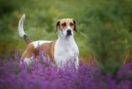 Image result for Harrier dog