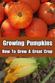 Growing Pumpkins How To Grow A Great Pumpkin Crop Pumpkin Garden Organic Vegetable S Growing Pumpkins When To Plant Vegetables Grow Pumpkins From Seeds