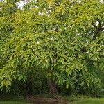 Image result for Ficus saussureana