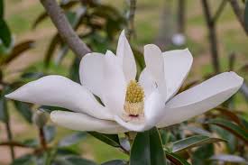 Image result for Magnoliaceae