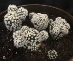 It is native to mountainous regions of department tarija, bolivia between 1,500 m (4,921 ft) and 3,000 m (9,843 ft). Mammillaria Gracilis Fragilis Monstrose Mammillaria Gracilis Indoor Plants Cacti And Succulents