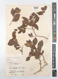 Image result for Scolopia zeyheri