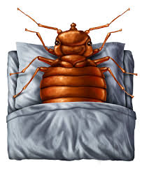 Bites That Look Like Bed Bug Bites But Aren T Can Bed Bugs Fly Bed Bug Facts And Myths While Bed Bugs Love Hitching Rides In People S Luggage Clothing And Shee Bed Bugs Bed Bug Facts Stock Illustration
