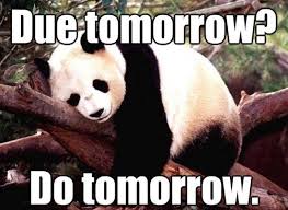 Animal Memes Image By Gracie Marie Staton Panda Funny Animal Pictures Funny