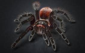 This is the idea that in america, it is possible for anyone to achieve success and improve their lives through hard work. Dreams About Tarantula Interpretation And Meaning