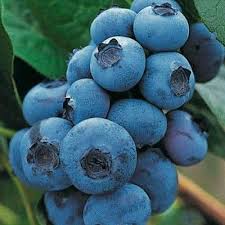 Myrtille Patriot Myrtille Fruits Bleus Myrtille Fruit