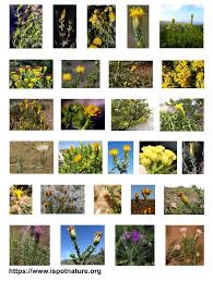 Image result for Pteronia acuminata