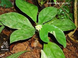 Image result for Psychotria peduncularis