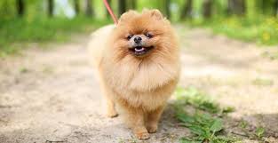 Then here are a few things to know about the breed. Pomeranian Dog Breed Profile Petfinder