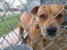 Meet Mr Nice Guy A Dog At Clay County Animal Shelter Inc On Petfinder Pitbulls Mr Nice Guy Animal Shelter