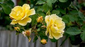 We did not find results for: Every Color Rose You Can Grow