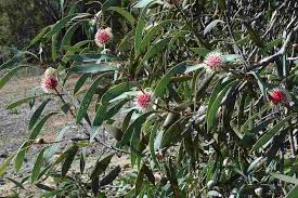 Image result for Hakea laurina