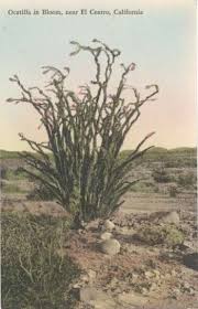 Ocatilla In Bloom El Centro California Postcard California Postcard El Centro California California