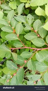 Image result for Phyllanthus reticulatus