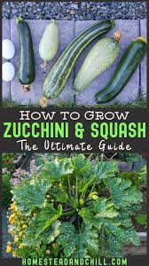 Unlike a cucumber that's eaten raw, zucchini is usually eaten cooked; How To Grow Zucchini Summer Squash Planting Pests Pollination More Homestead And Chill In 2020 Zucchini Plants Growing Zucchini Growing Vegetables
