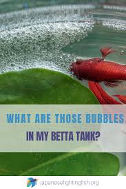 Betta Fish Bubble Nests Everything You Need To Know Fresh Water Fish Tank Betta Aquarium Beta Fish Tank
