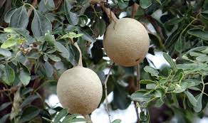 Pohon gandaria tumbuh di daerah beriklim tropis yang basah. Kawista Atau Buah Kawista Rasa Unik Langka Dan Kaya Manfaat