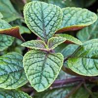 Image result for Plectranthus fruticosus