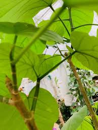 もう迷わない 枯らさない 可愛い木みたいな観葉植物フィカス ウンベラータのお手入れ グリーンテックの観葉植物コンシェルジュ