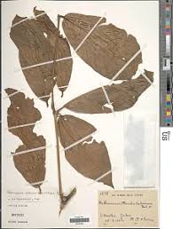 Image result for Rothmannia whitfieldii