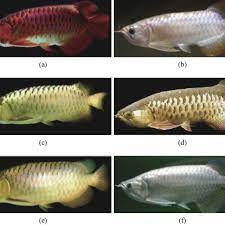 Browse our listings to find jobs in germany for expats, including jobs for english speakers or those in your native language. Different Colour Varieties Of Asian Arowana Modified From Chang 19 Download Scientific Diagram