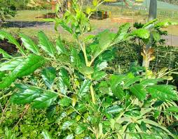 Image result for Hippobromus