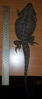 Pogona Wikipedia