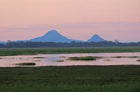 Image result for Mimosa mossambicensis