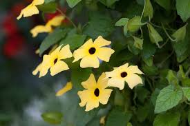 Image result for Thunbergia stelligera