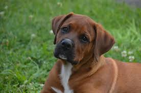 This fascinating, enigmatic crossbreed is a dog of many names. Boxer Basset Boxer Basset Hound Mix Info Pictures Traits Doggie Designer