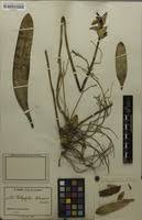 Image result for Bulbophyllum schinzianum