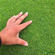 Image result for Agrostis products