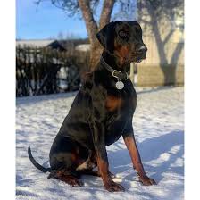 Doberman Breed Information Owner S Guide Tips Facts
