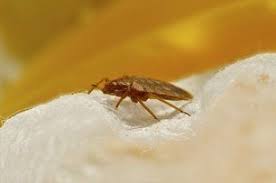 Adams pest control is the local choice for your pest control needs in little rock and hot springs. American Termite Pest Control Rodents Hot Springs