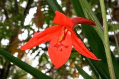 Image result for Oreophyton falcatum