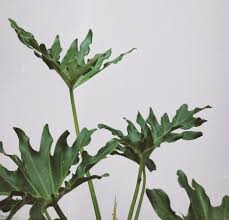 We did not find results for: How To Grow Philodendron Selloum Aka Philodendron Hope From Seed Plantflix