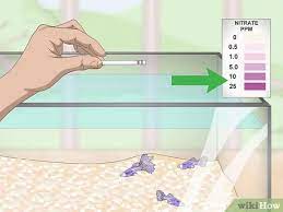How To Lower Your Nitrate Nitrite Levels In Your Fish Tank