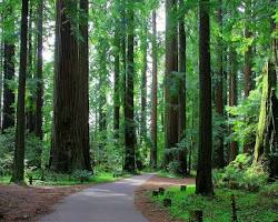 Image of Humboldt Redwoods State Park